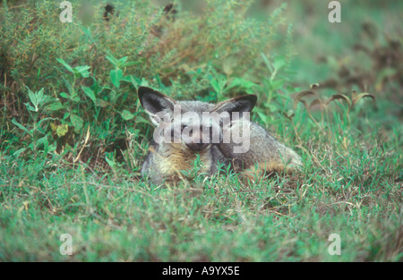 Bat eared Fox Otocyon megalotis Foto Stock