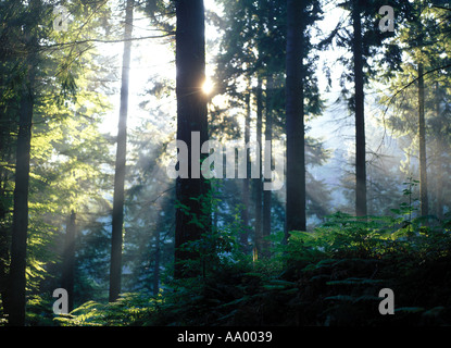 Rottura sole attraverso gli alberi nella foresta a Beddgelert in Galles in mattina presto durante una nebbiosa giornata d'estate con raggi suns su entrambi i lati del tronco di albero Foto Stock