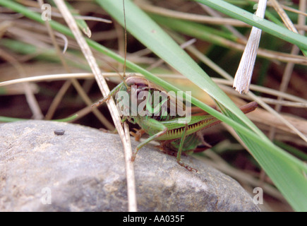 cavalletta Foto Stock