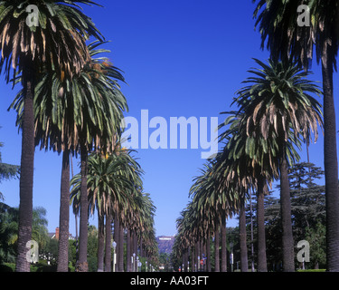 FILE DI PALME ALTE SOUTH WINDSOR AVENUE INSEGNA DI HOLLYWOOD LOS ANGELES CALIFORNIA USA Foto Stock