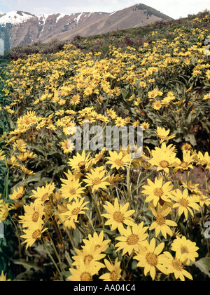 Grigio argenteo steli del fiore giallo Arrowlead Balsamroot Balsamorhiza Sagittata a secco su un pendio in Idaho Foto Stock