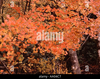 Vite foglie di acero Acer Cirinatur lungo la costa dell'Oregon Foto Stock