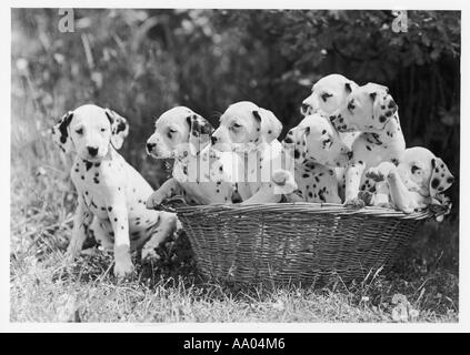 7 cuccioli dalmata 1946 Foto Stock