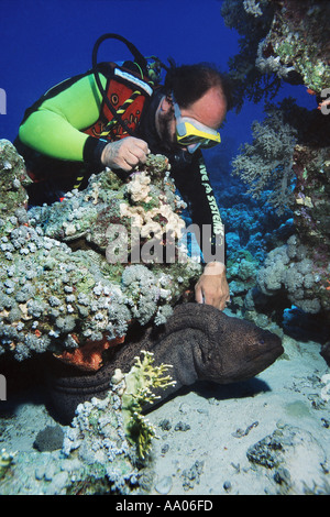 Murena con un subacqueo Foto Stock