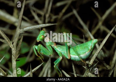 Nana europea Mantis, Ameles objecta. Femmina verde sulla boccola Foto Stock