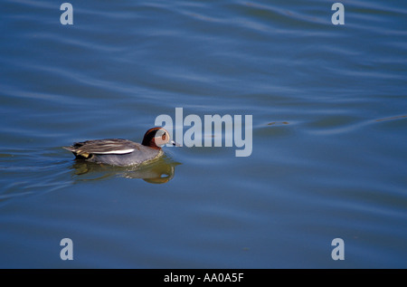 Verde-winged Teal, Anas crecca. Piscina maschio su stagno Foto Stock