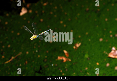 Southern Hawker Dragonfly, Aeshna cyanea. In Volo su un laghetto Foto Stock