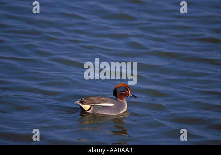 Verde-winged Teal, Anas crecca. Piscina maschio su stagno Foto Stock