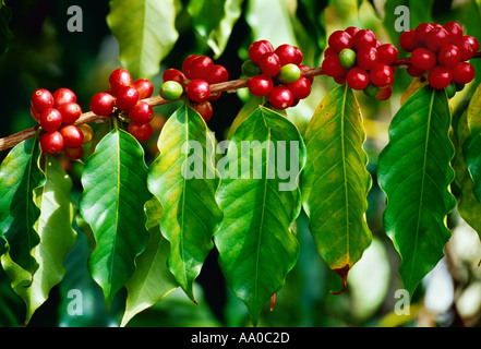 Agricoltura - Mature e immaturi Kona ciliegie di caffè (fagioli) sulla struttura ad albero / Hawaii, Hawaii, Stati Uniti d'America. Foto Stock