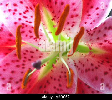 Close up Tiger Lily Foto Stock