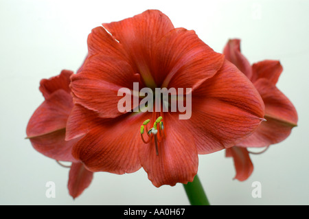 Amaryllis fiori Foto Stock