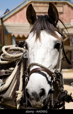 Grigio a testa di cavallo che indossa western briglia Foto Stock