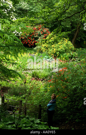 Fiori in giardini Clyne Swansea Pembroke Wales UK Foto Stock