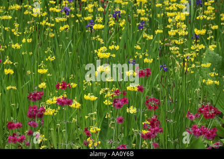 Fiori in giardini Clyne Swansea Pembroke Wales UK Foto Stock