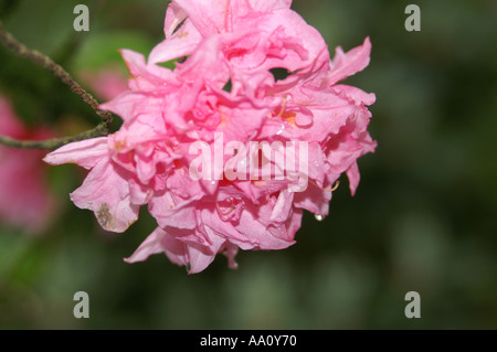 Fiori in giardini Clyne Swansea Pembroke Wales UK Foto Stock