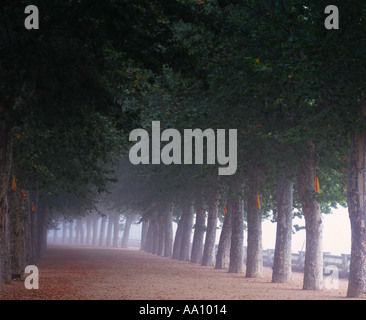 Viale alberato marciapiede in Spagna Foto Stock