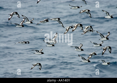 Gregge di Cape petrel, Daption capense, in volo Aitchon Isola, Antartide Febbraio 2007 Foto Stock