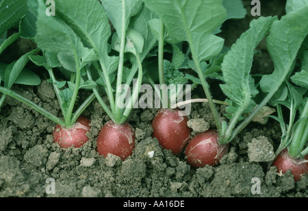 Coppia insalata Ravanelli sulla superficie del terreno è pronta per il raccolto Foto Stock
