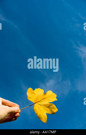 Persona in possesso di leaf Foto Stock