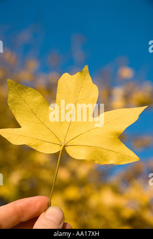 Persona in possesso di leaf Foto Stock