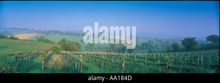 Landscape and vineyard in Umbria Italy Foto Stock