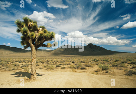 Joshua tree nella valle della morte Foto Stock