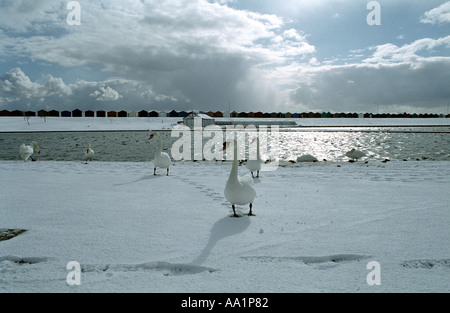 Cigni in barca dovercourt stagno nella neve Foto Stock