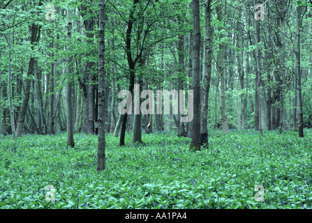 La cenere e la foresta di betulla con bluebells Waresley legno Cambridgeshire Inghilterra Foto Stock