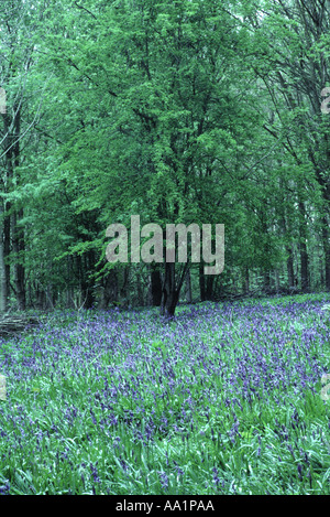 Bluebells nella primavera del legno Waresley Cambridgeshire Inghilterra Foto Stock