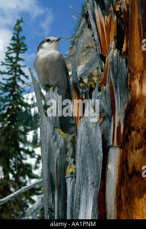 Gray Jay, British Columbia, Canada Foto Stock