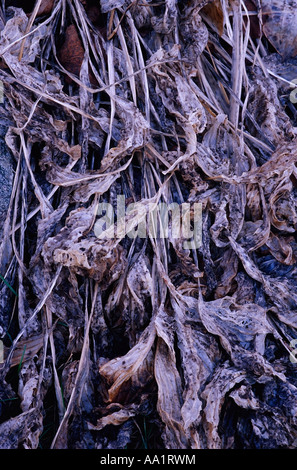 Close-up di Hosta le foglie in autunno Foto Stock