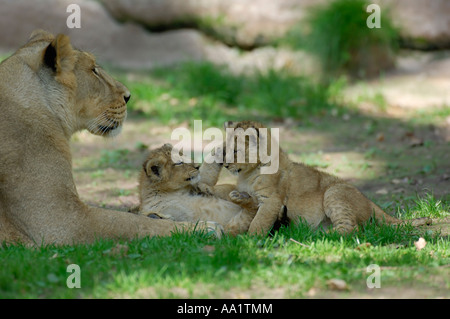 Madre Lion con i cuccioli Foto Stock
