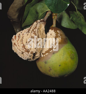 Marciume Bruno Sclerotinia fructigena sulle pere sulla struttura ad albero Foto Stock