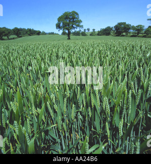 Una coltivazione di grano in orecchio che mostra in prossimità di piante in primo piano con vista e unico albero di quercia dietro nelle belle giornate estive Foto Stock