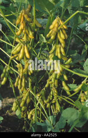 Baccelli di soia Glycine max la maturazione sulla pianta Foto Stock
