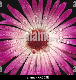 La colorata di rosa e bianco fiore di un Mesembryanthemum Foto Stock