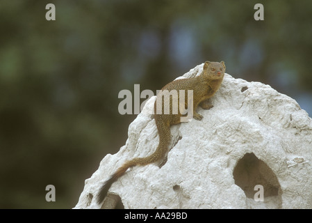 Snello Mongoose Galerella sanguinea seduto su un bianco termite mound Foto Stock