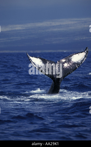 Lh10972 Humpback Whale, Megaptera novaeangliae, coda passera nera. Hawaii USA Oceano Pacifico. Foto Copyright Brandon Cole Foto Stock