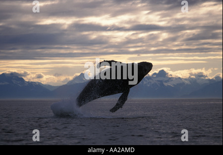 Mi25 Humpback Whale, Megaptera novaeangliae, in caso di violazione. Alaska Usa Oceano Pacifico. Foto Copyright Brandon Cole Foto Stock