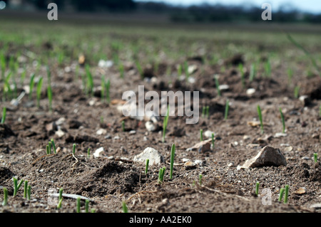 Vista lungo linee di perforazione di giovani raccolto di cereale giovani raccolto di grano nel Regno Unito per i seminativi Foto Stock