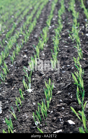 Vista lungo linee di perforazione di giovani raccolto di cereale giovani raccolto di grano di seminativi Biobutanol uk, biofue avanzate Foto Stock