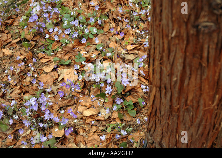 Hepatica nobilis o Hepatica Anemone Hepatica bosco anche chiamato Liverleaf o orecchie di topo o di scoiattolo Cup Foto Stock