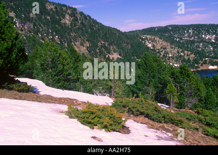 Pini, Pinus mugo. Il legno e la neve. Pyrenes. La provincia di Girona. Spagna Foto Stock