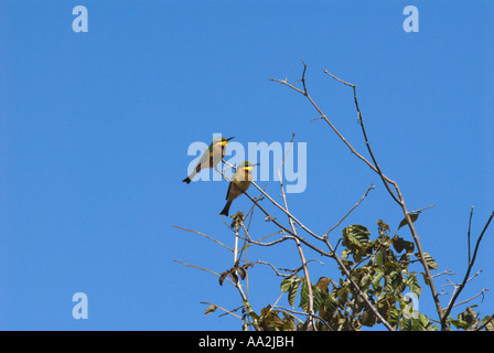 Coppia Unione Gruccioni Chobe National Park Botswana Sud Africa Foto Stock