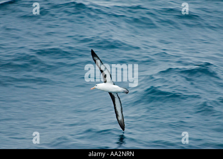 Albatro errante, Diomedea exulans, Drake passaggio oceano meridionale Antartide. Foto Stock