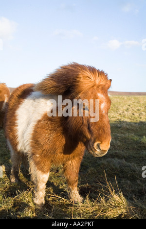 Dh pony Shetland UK Pieball chesnut e white pony Shetland nel campo Foto Stock