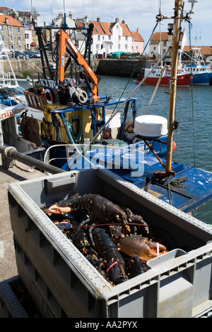 dh European Lobster box CROSTACEI UK fresche molluschi porto barche cattura homarus gammarus pittenweem frutti di mare pesca scozzese pesce scozia gran bretagna Foto Stock