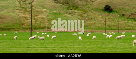 Paese panoramica campo da rugby con il roaming di pecora Nuova Zelanda Foto Stock