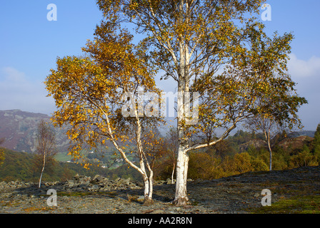 Paesaggio di Hodge ha stretto Foto Stock