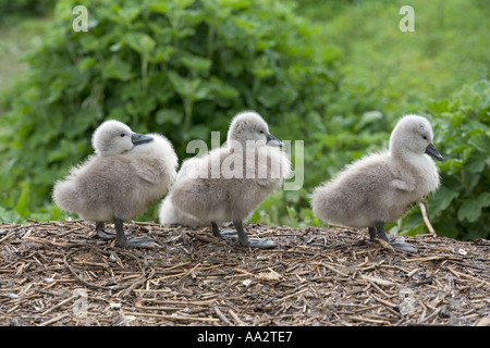 Cigno Cygnets Foto Stock